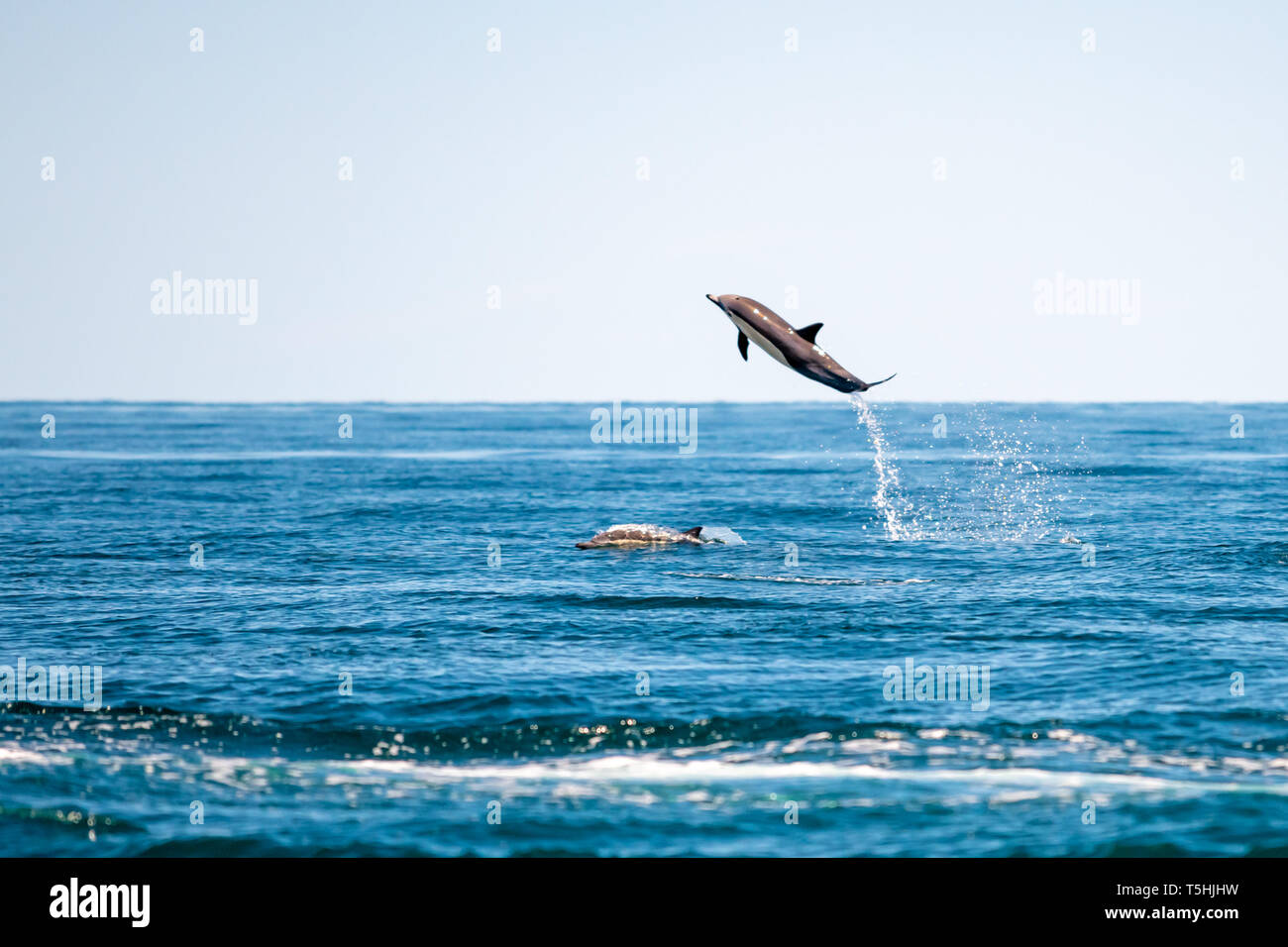 Dauphin commun à long bec (Delphinus capensis) saute sur un autre dauphin au large de la côte de Baja California, au Mexique. Banque D'Images