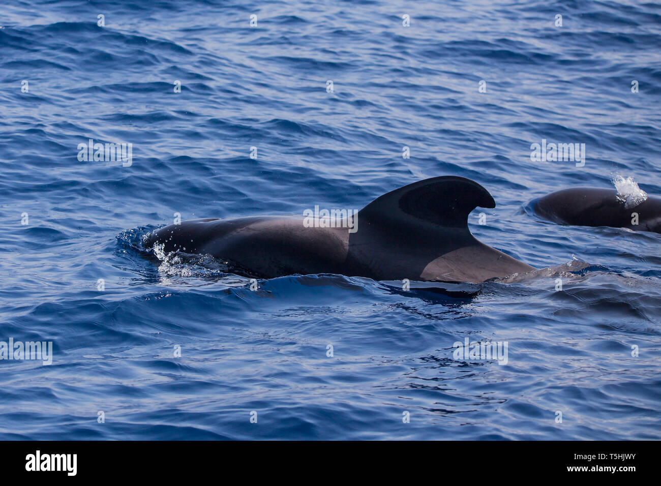 Rorqual de Bryde (Balaenoptera edeni) dans Costa Adeje (sud de Tenerife), îles canaries, espagne. Banque D'Images