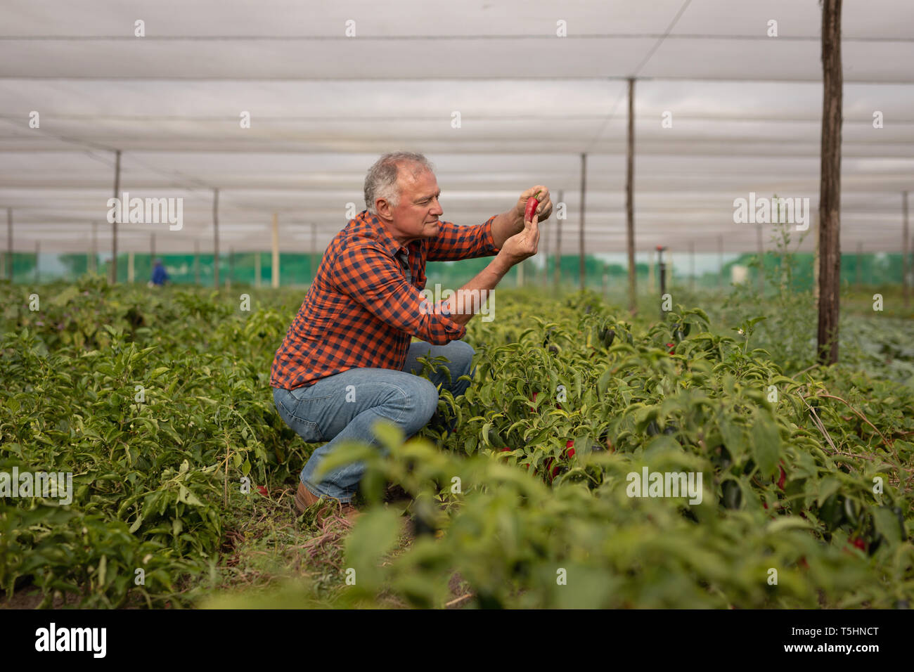 Les cadres supérieurs, agriculteur à la plante à capsicum Banque D'Images