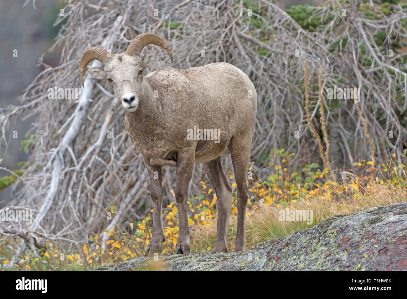 Les jeunes mouflons dans la montagne de Glacier National Park dans le Montana Banque D'Images