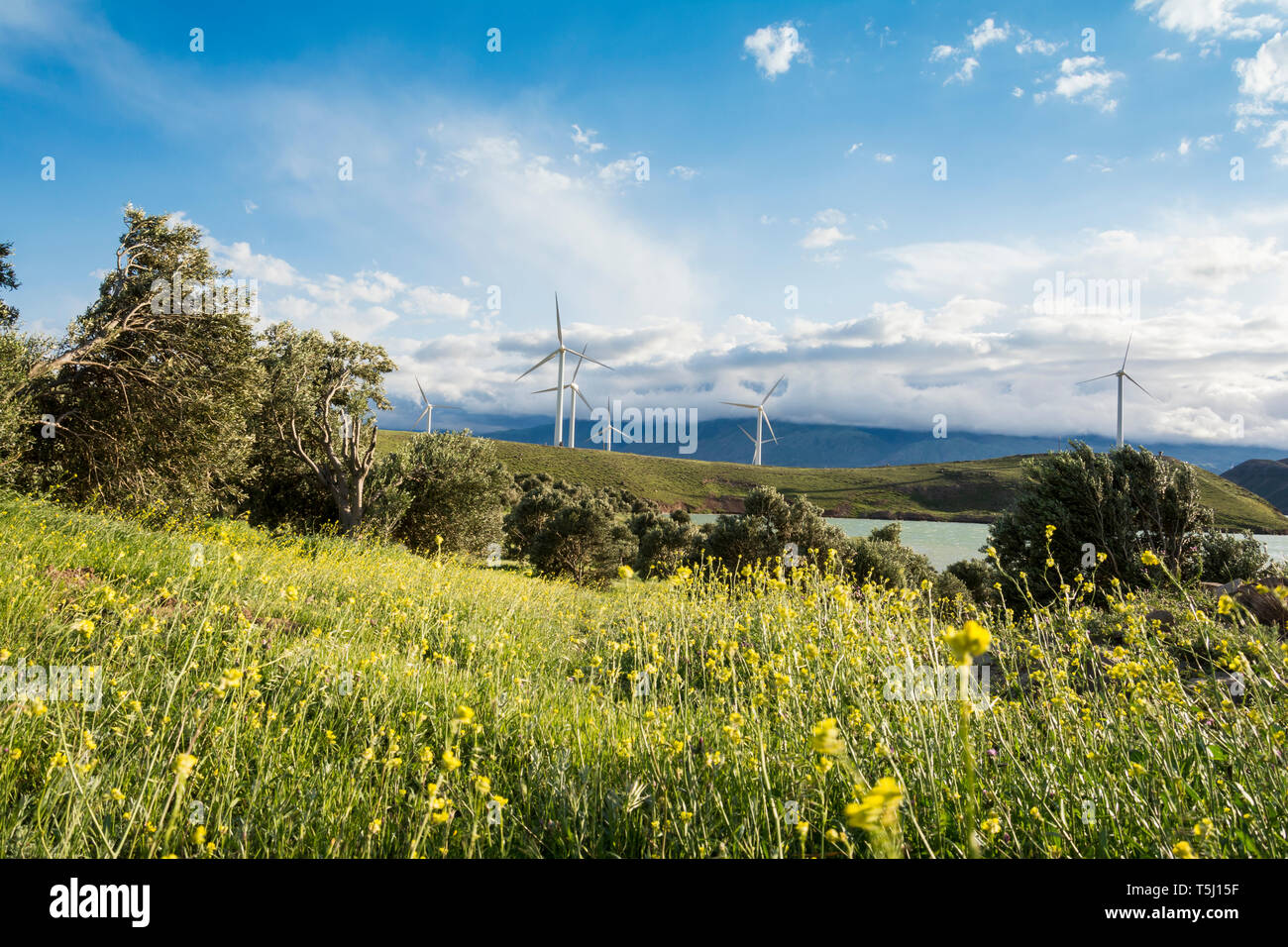 Les moulins à vent ferme au printemps, la technologie de production d'énergie moderne, respectueuse de l'environnement la production d'électricité Banque D'Images