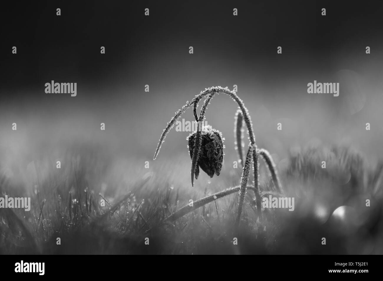 Petite Fee En Noir Et Blanc De Glace Photo Stock Alamy Petite Fee En Noir Et Blanc De Glace Photo Stock Alamy