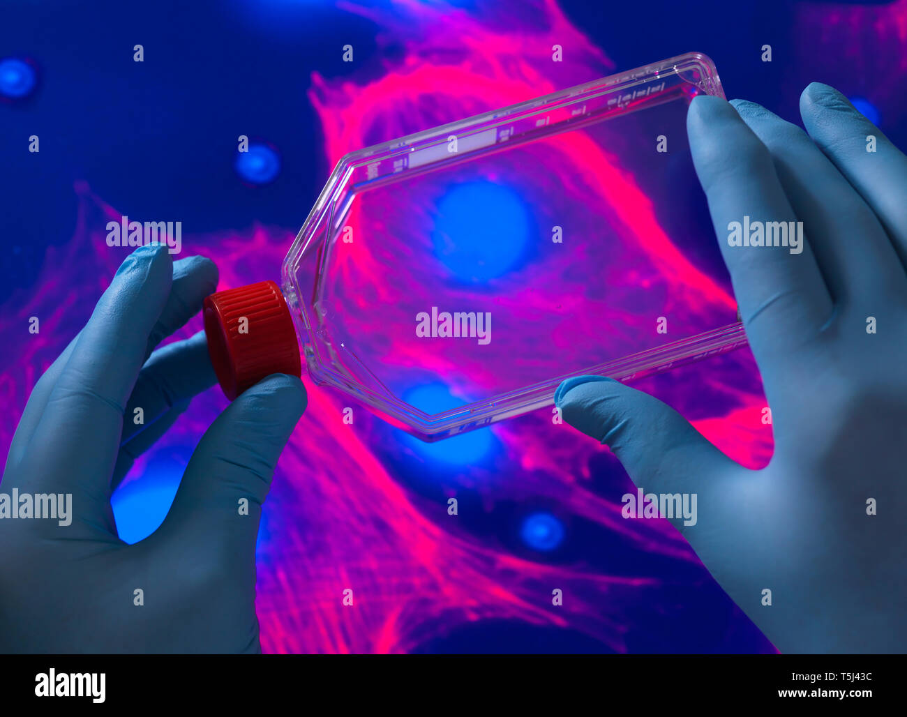 Biologiste cellulaire Cellules souches affichage rouge cultivé dans un milieu de culture et l'image du microscope de la structure cellulaire dans l'arrière-plan Banque D'Images