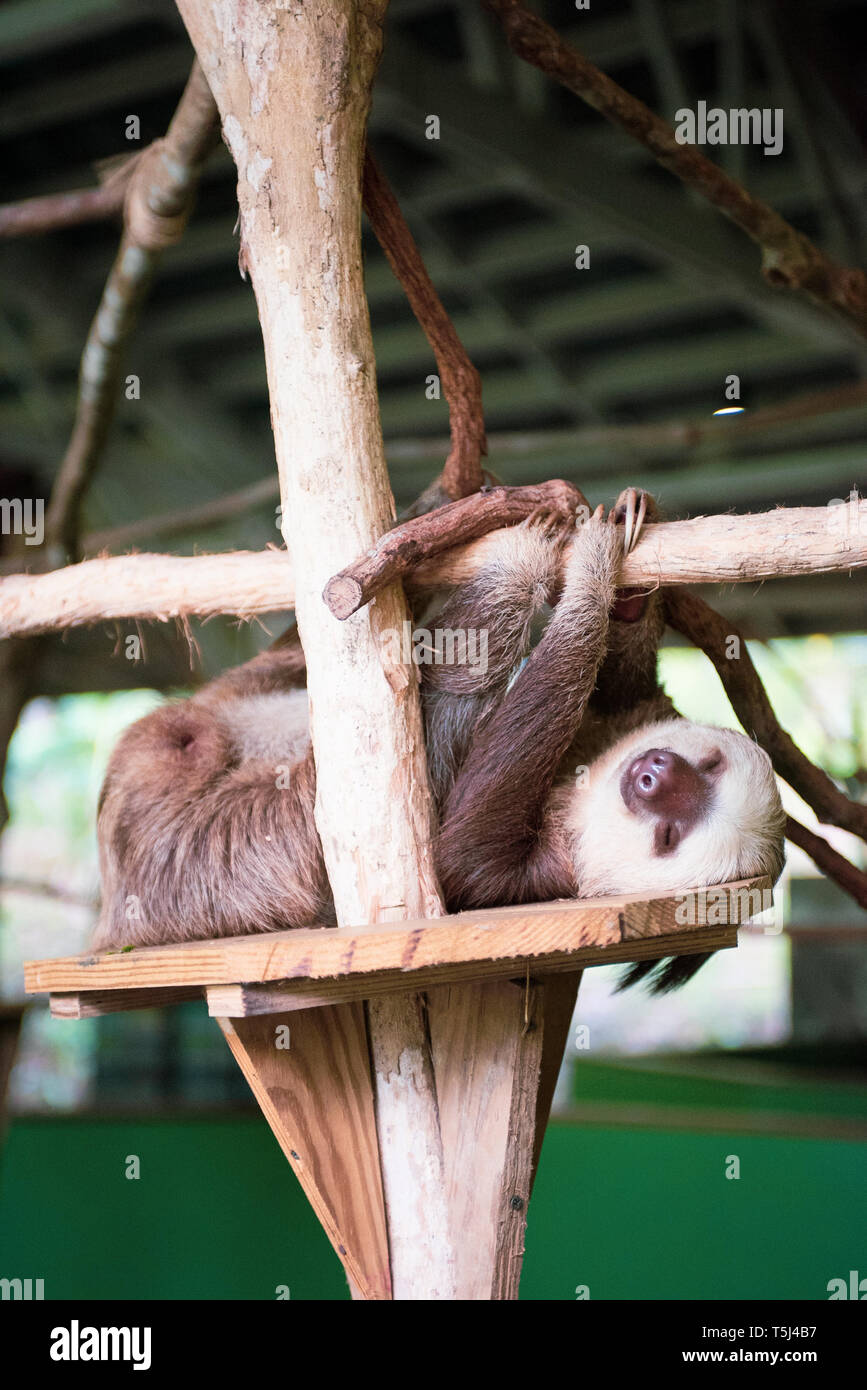 Réserver Gamboa Rainforest au Canal de Panama Sloth Sanctuary, Parc National de Soberania, Panamá Banque D'Images