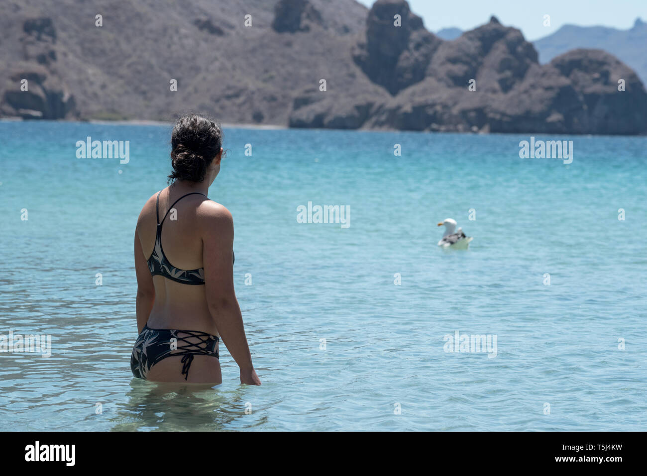 Recherche Femme à Gull, parc national de Loreto, Baja California Sur, au Mexique. Banque D'Images