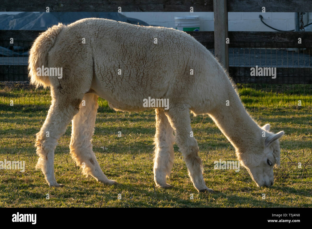 Un lama heureusement paissant dans un corral, comté de Lancaster, PA Banque D'Images