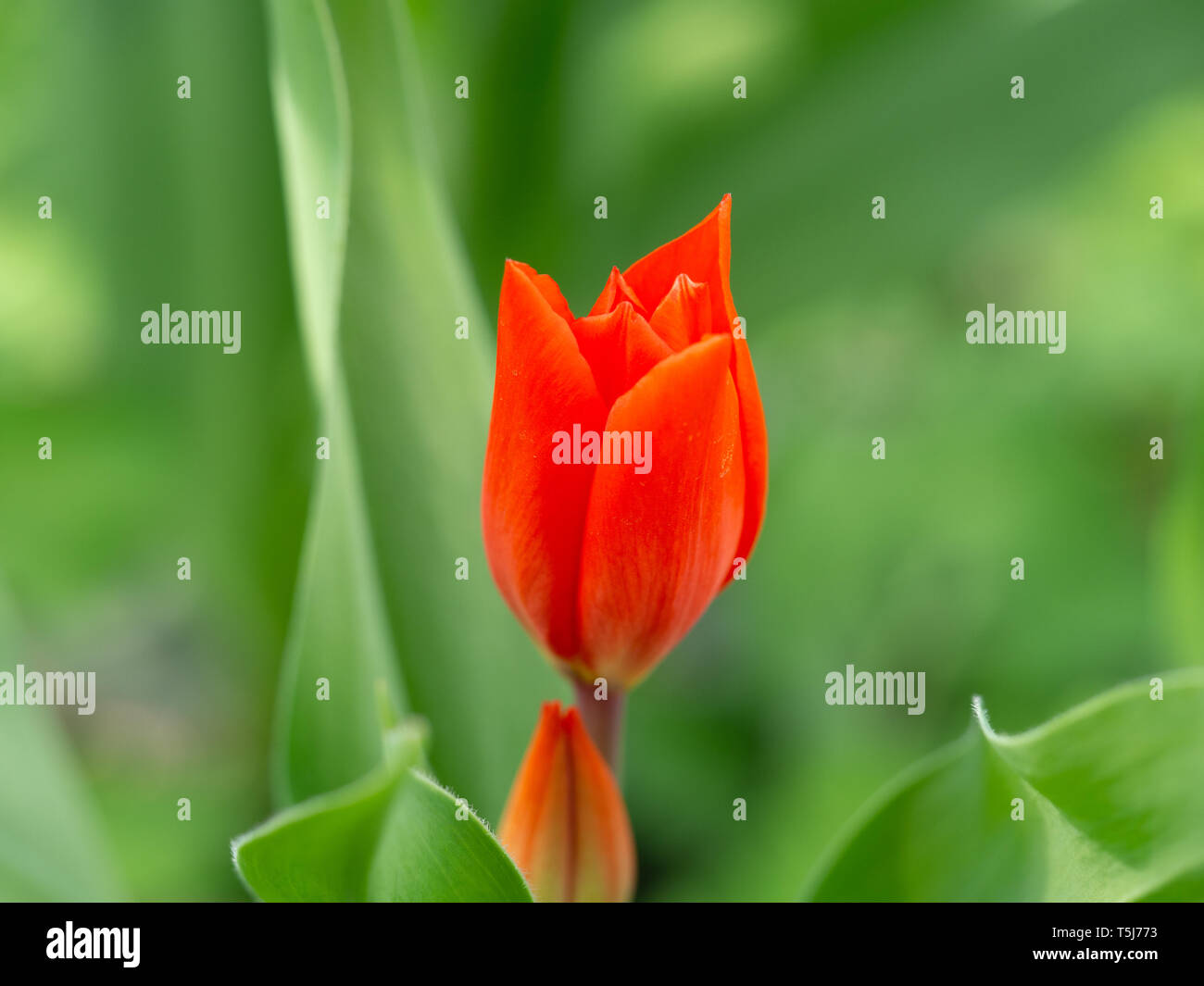 Jardin au printemps tulipe rouge Banque D'Images