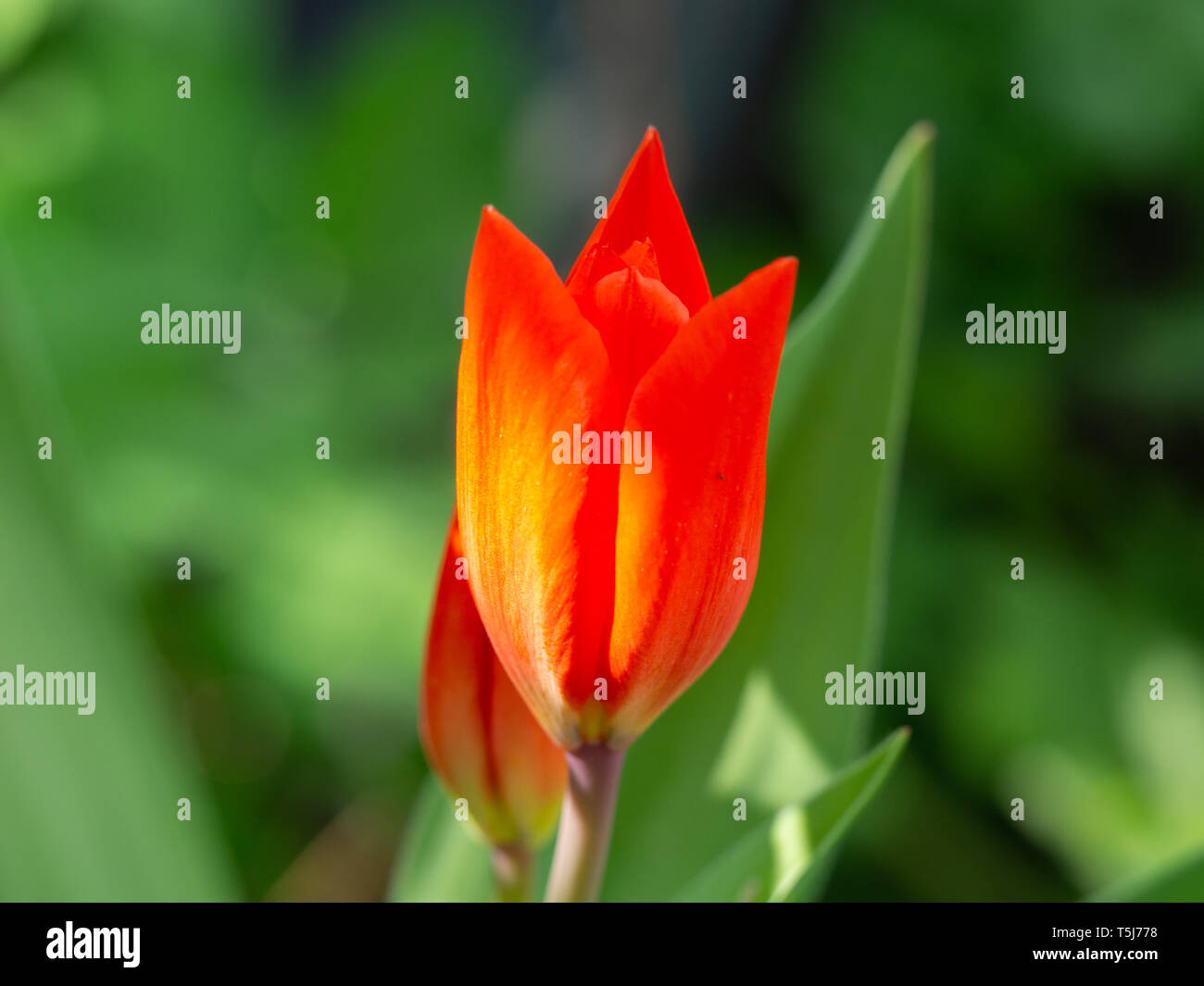 Jardin au printemps tulipe rouge Banque D'Images