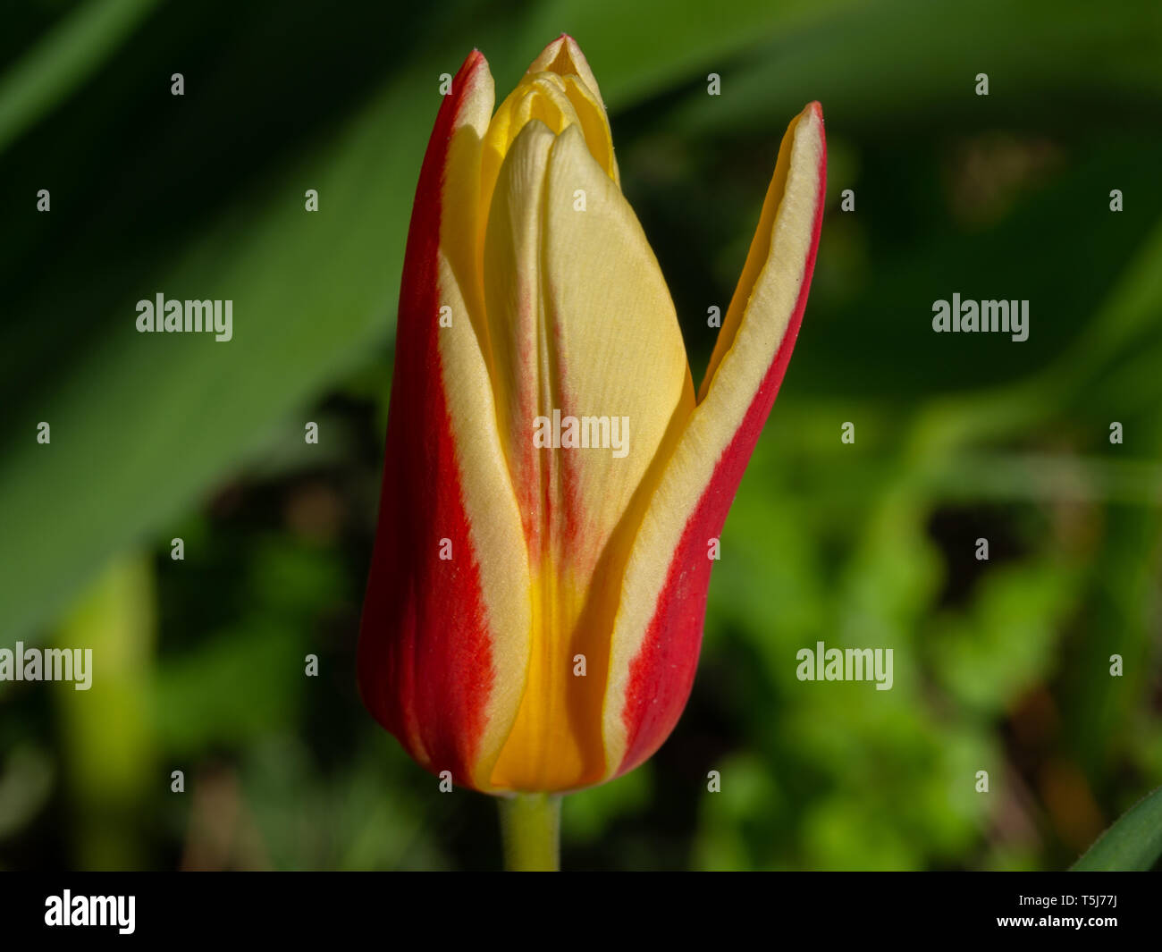Jardin tulip en jaune et rouge Banque D'Images