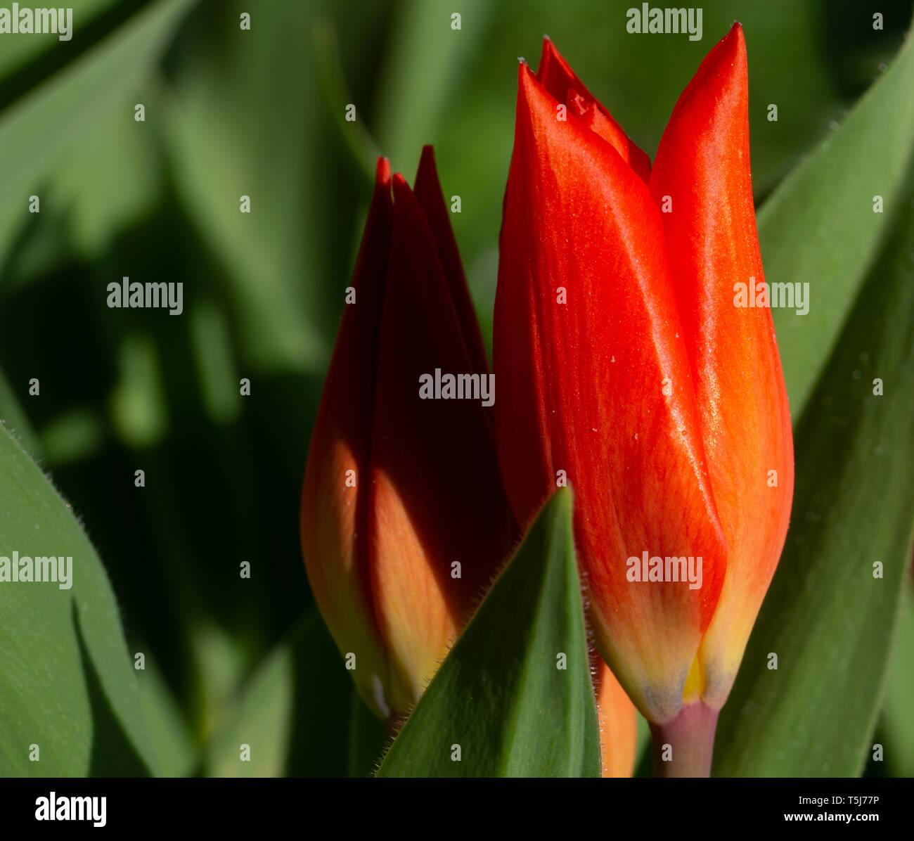 Jardin au printemps tulipe rouge Banque D'Images