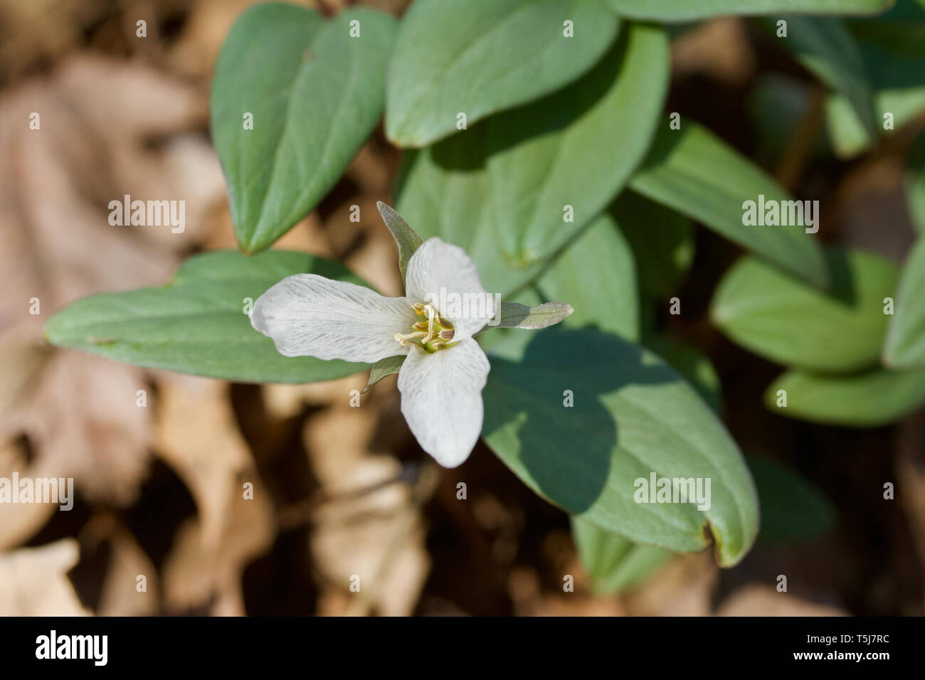 Vue macro d'une décoloration blanche neige en fleurs fleurs sauvages trillium dans son environnement forestiers indigènes Banque D'Images