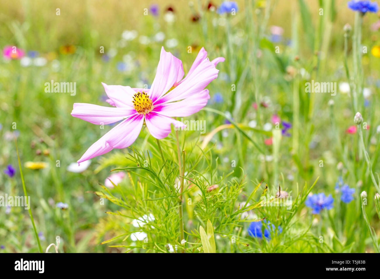 Cosmea dans wildflower meadow, Luxembourg Banque D'Images