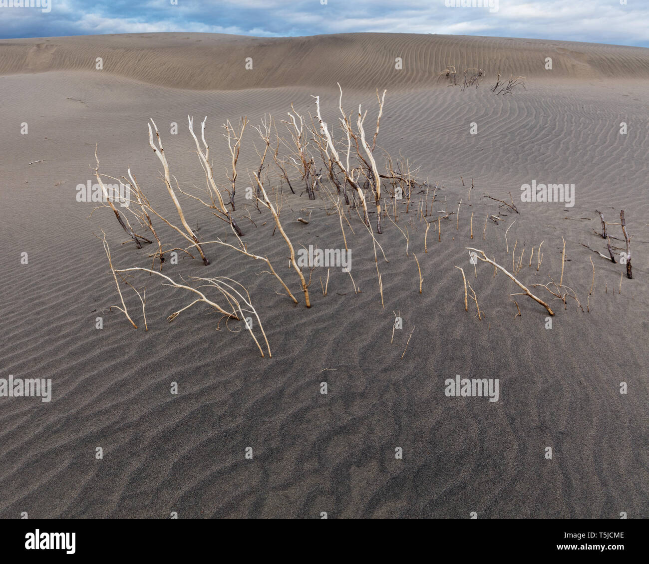 Squelette d'un push de créosote de Mesquite Dunes. Banque D'Images