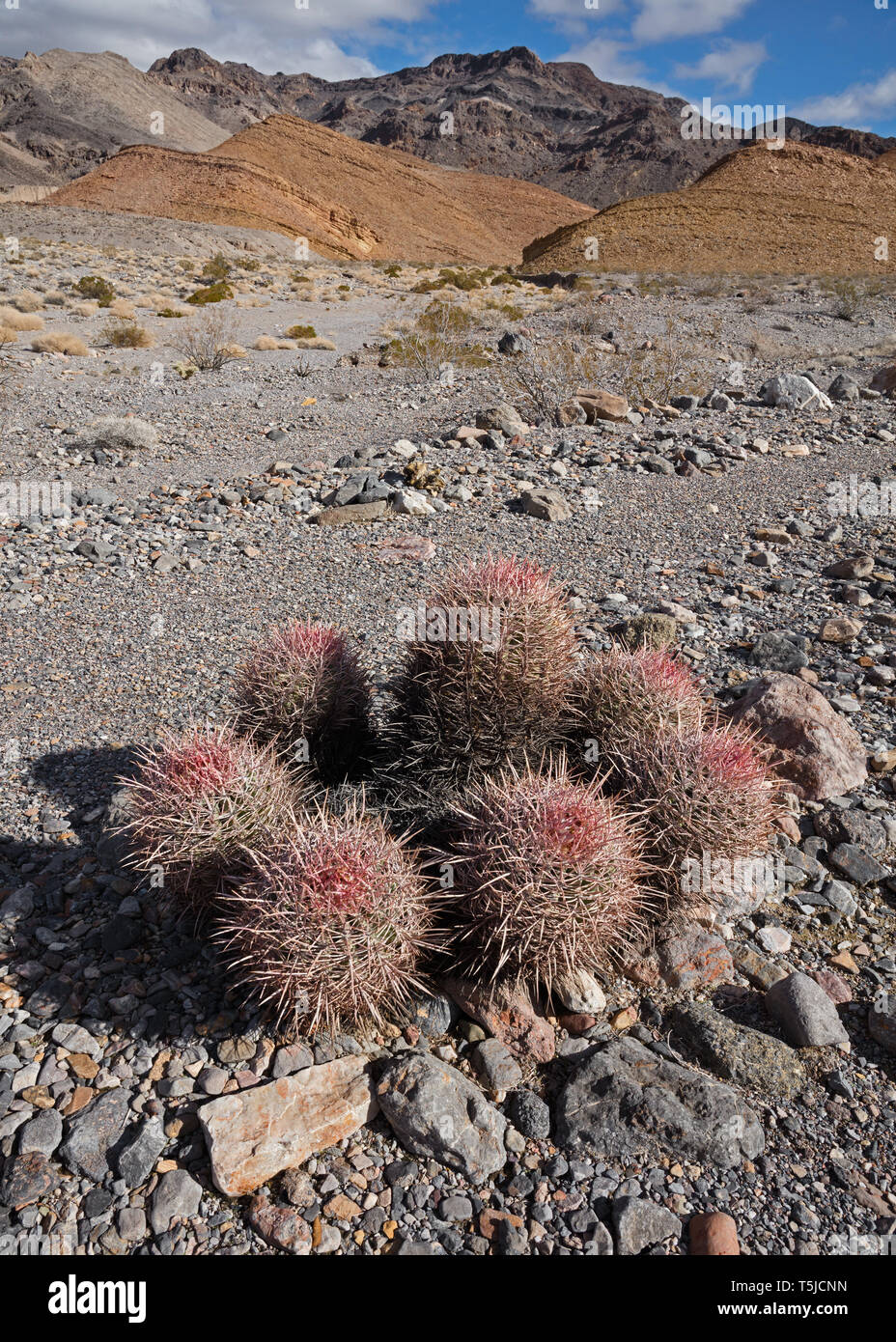 Contrairement à la plupart des cactus baril qui sont solitaires, les Cottontop pousse en grappes. Banque D'Images