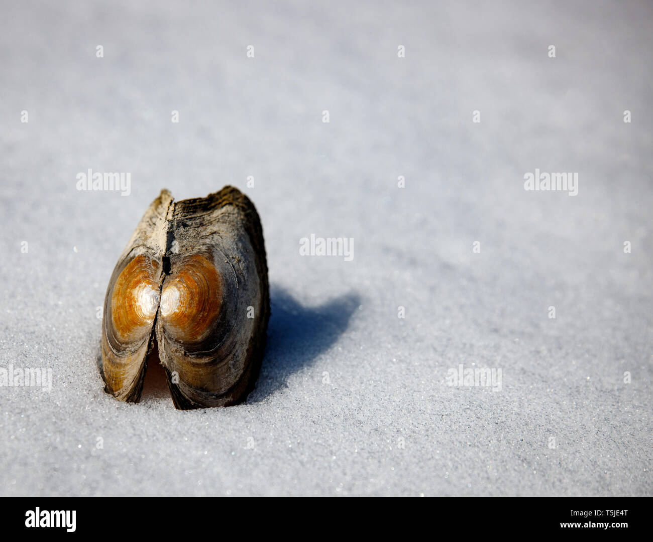 Petit coquillage dans la neige des Alpes européennes sur un jour froid en hiver Banque D'Images