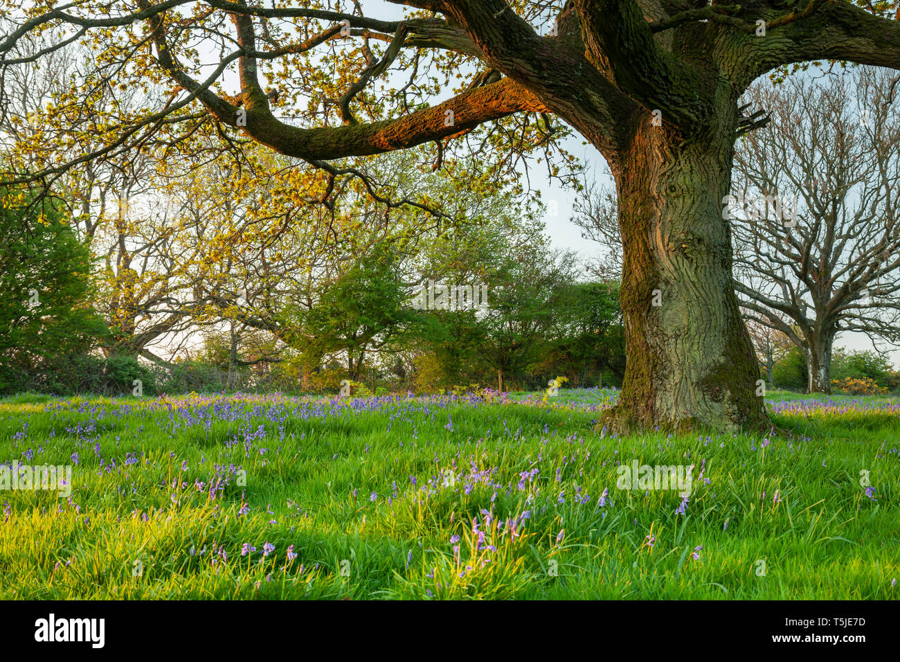 Lever du soleil de printemps dans le parc national des South Downs, West Sussex. Banque D'Images
