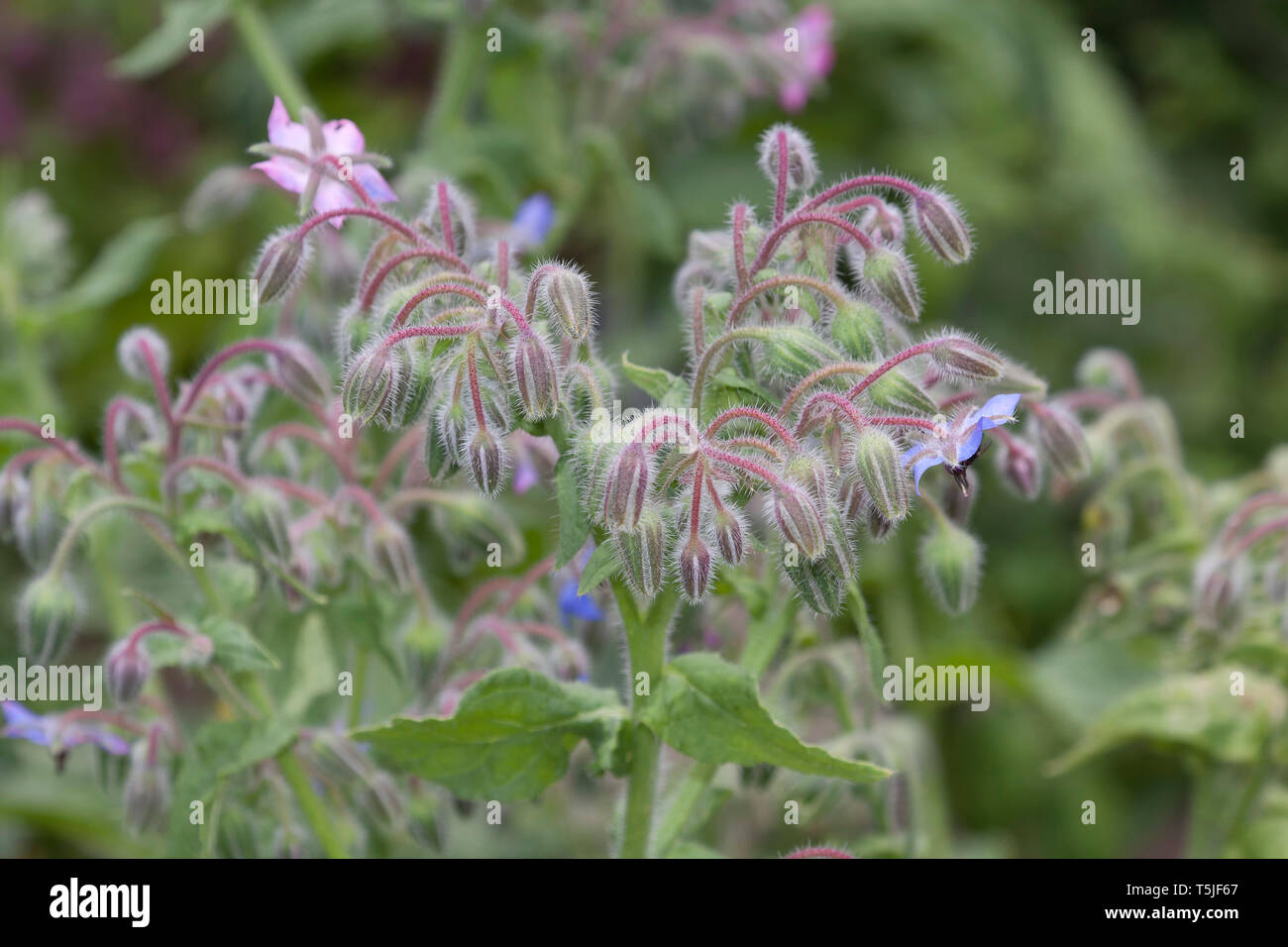 Fleurs de bourrache, Borago officinalis, également connu sous le nom de la trientale boréale, est une herbacée annuelle de la famille des Boraginacées floraison Banque D'Images