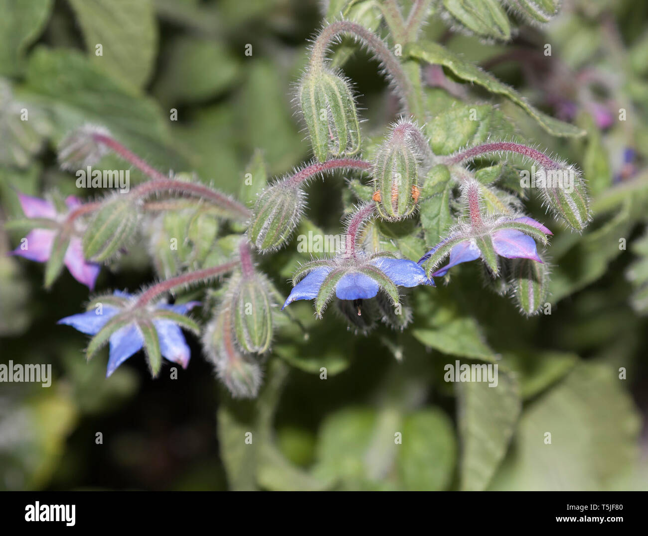 Fleurs de bourrache, Borago officinalis, également connu sous le nom de la trientale boréale, est une herbacée annuelle de la famille des Boraginacées floraison Banque D'Images