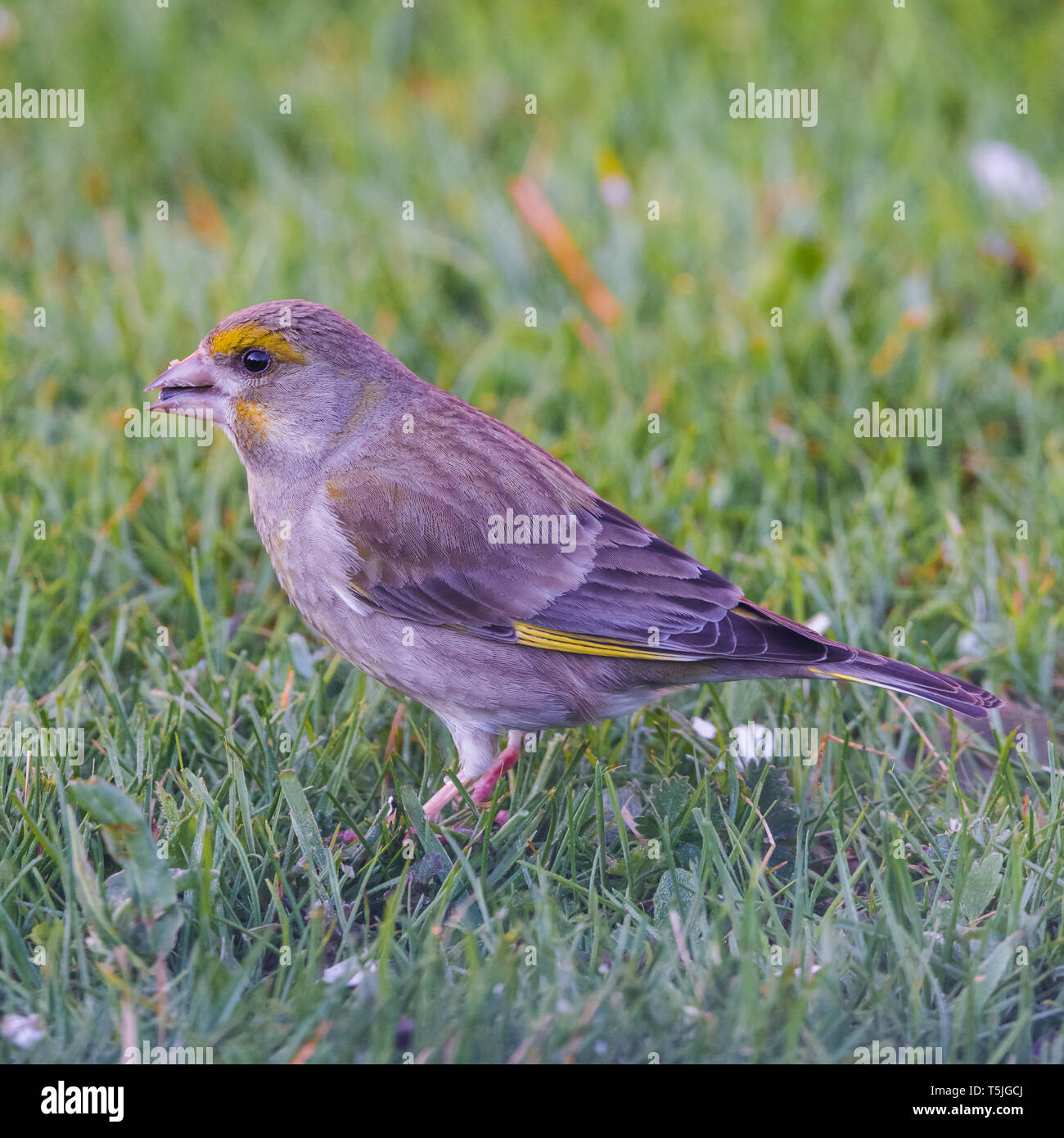Square photo avec oiseau Verdier mâle. Grippe est perché sur pelouse verte dans un jardin. Bird est en train de manger des graines de tournesol noir. Oiseau a une couleur gris nice Banque D'Images