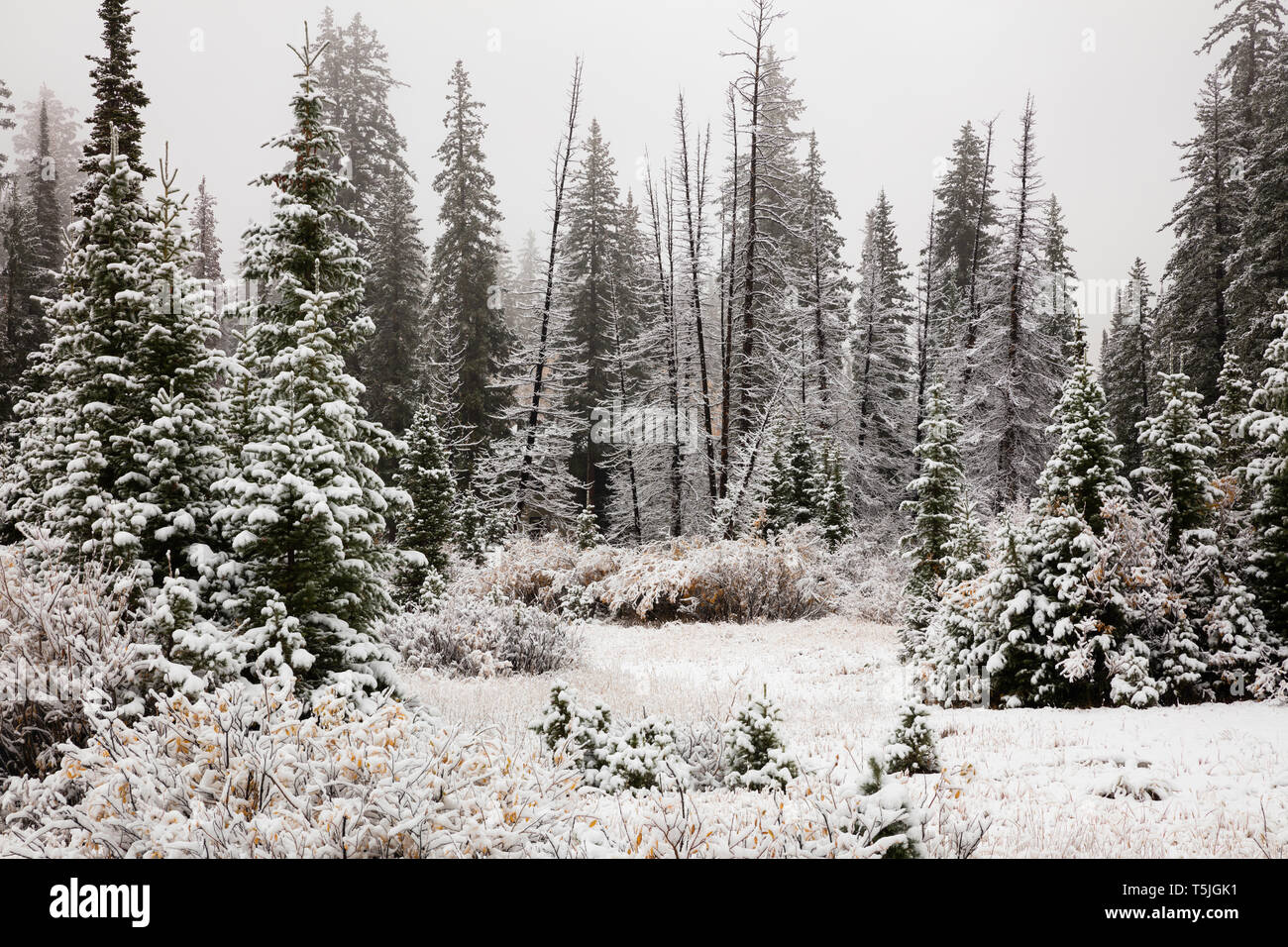 Neige fraîche sur les pins, Silver Lake, Brighton, Big Cottonwood Canyon, les montagnes Wasatch, Utah Banque D'Images