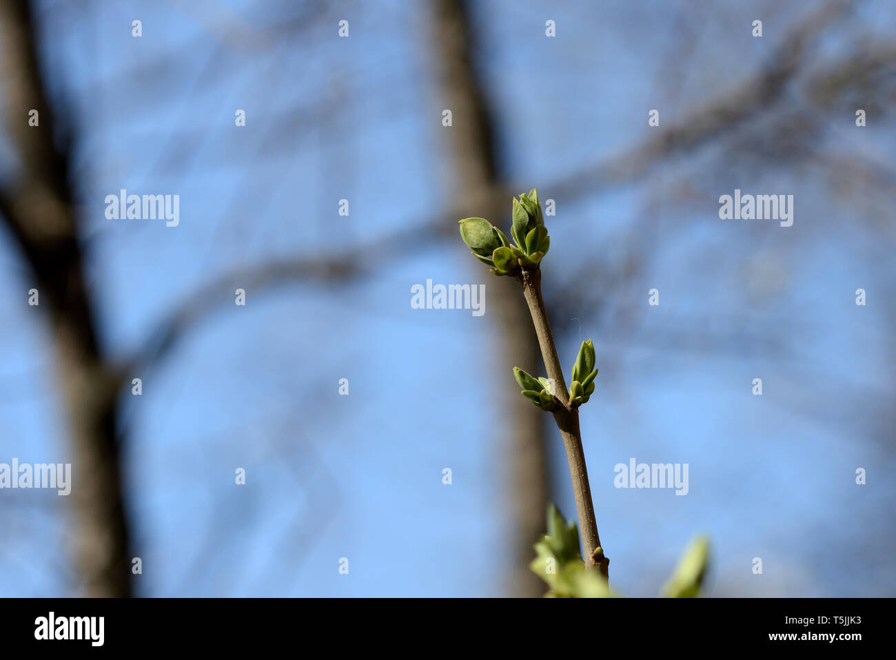 De nouvelles feuilles vertes sur les branches d'un close up dans un printemps Banque D'Images