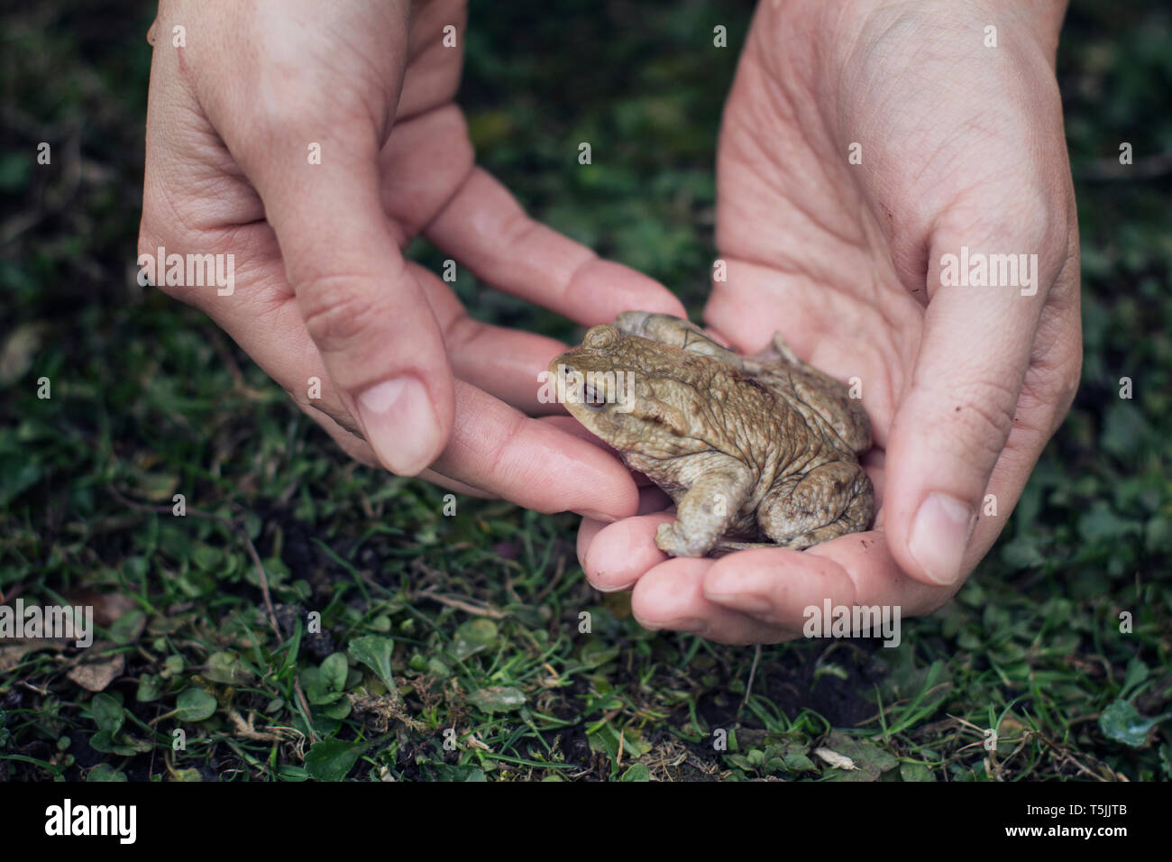 Close-up of woman holding European toad dans la main Banque D'Images