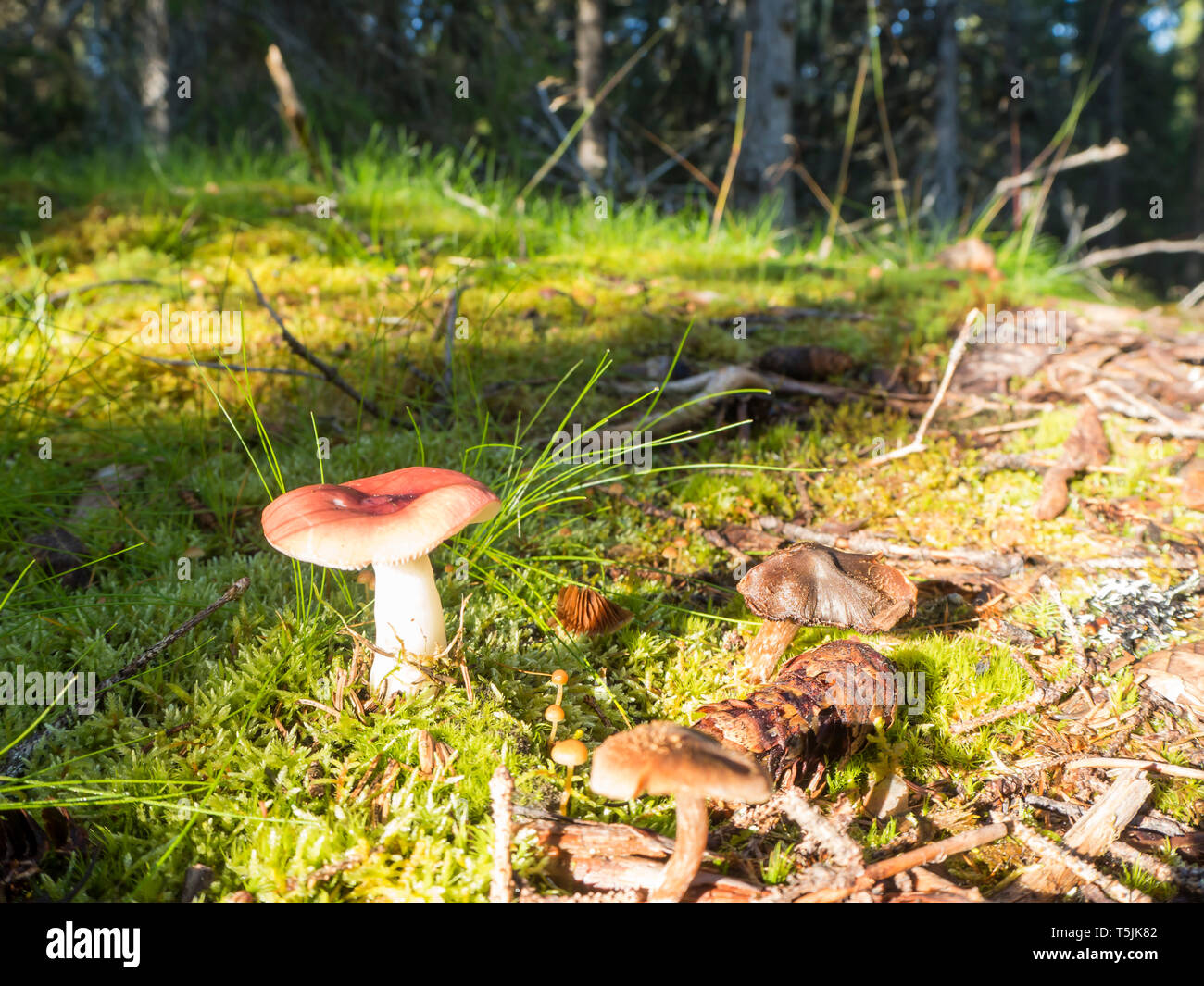 Les champignons poussant sur une clairière, Suède, Jamtland Banque D'Images