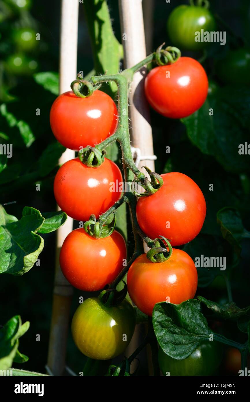Le mûrissement des tomates d'Alicante sur la plante. Banque D'Images