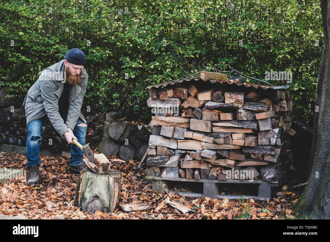 Homme barbu portant bonnet noir et parka debout dans un jardin en automne, en utilisant de l'hache pour couper morceau de bois sur couperet. Banque D'Images