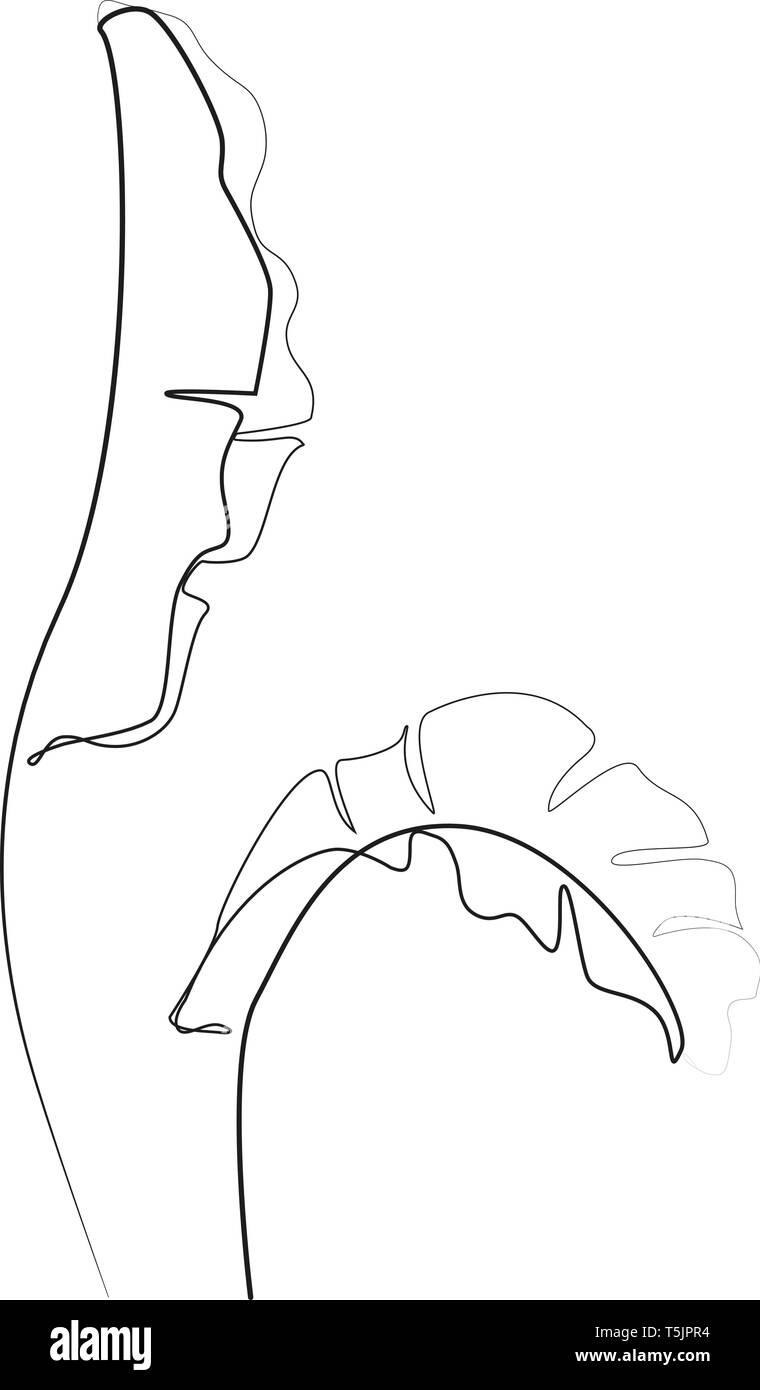 Une ligne de dessin. Dessin de contour des feuilles de bananier Illustration de Vecteur