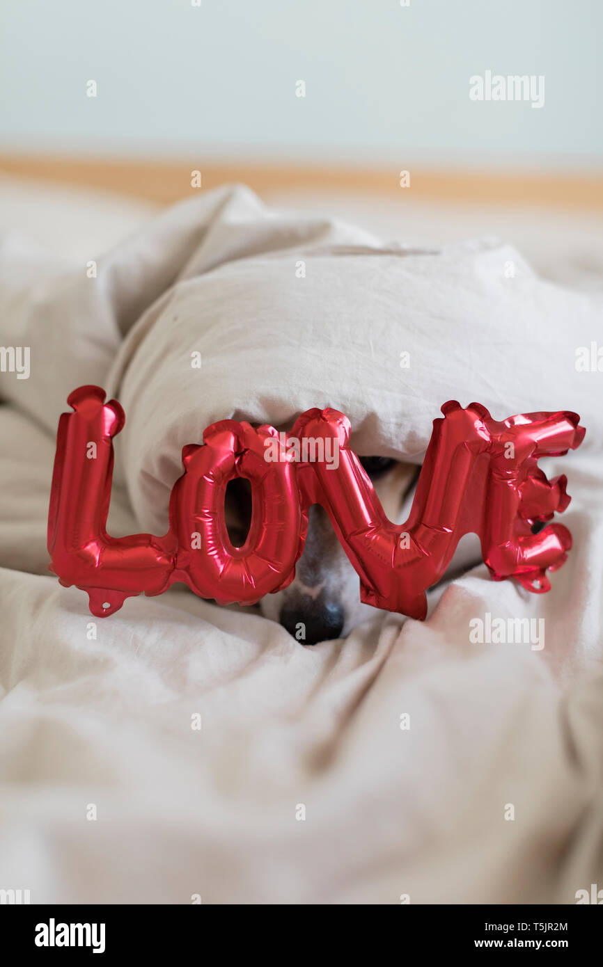 Dog on bed with love ballon aluminium, sous couverture Banque D'Images