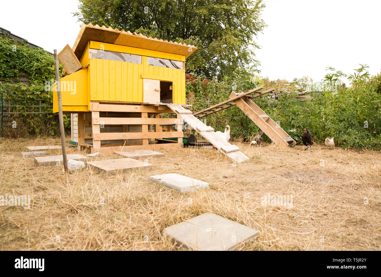 Chicken house in garden Banque D'Images