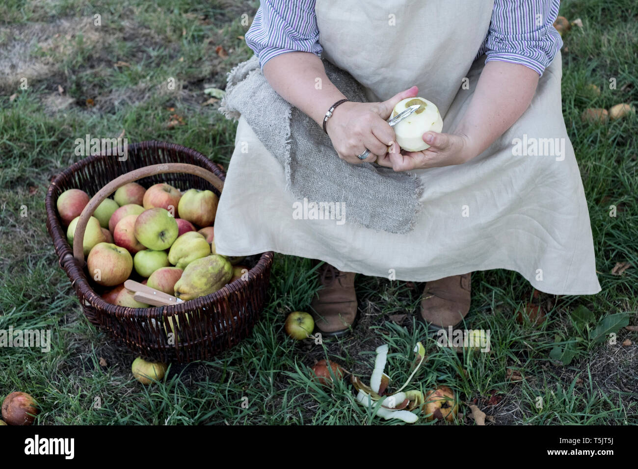 High angle portrait de femme assise dans un verger à côté de panier en osier marron avec des pommes fraîchement cueillies, éplucher une pomme. Banque D'Images