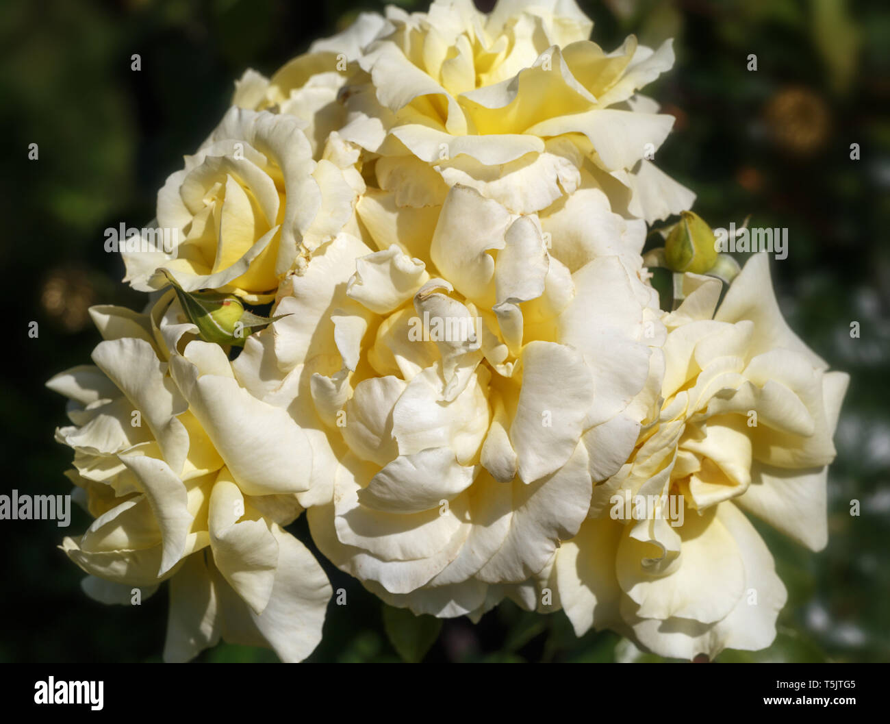 Large-Flowered rose jaune grimpeur dans jardin floral vintage, naturel. Banque D'Images