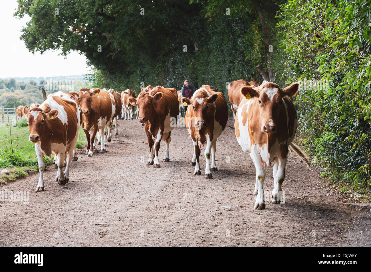 Troupeau de vaches Guernesey en roulant le long d'une route rurale. Banque D'Images