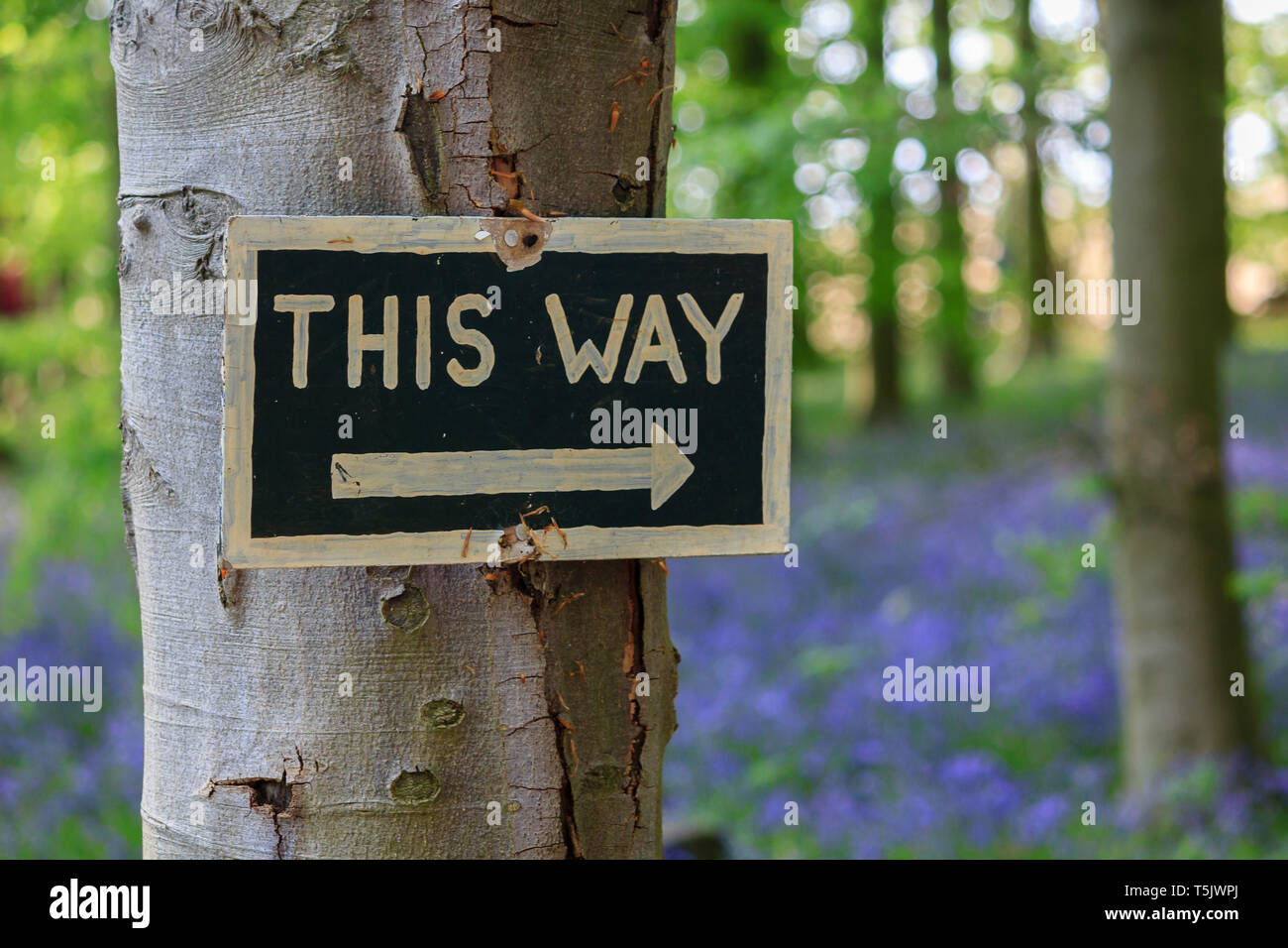 Ce signe ainsi épinglé à un arbre pour donner le sens de l'à bois bluebell Coton Manor Gardens dans le Northamptonshire UK Banque D'Images