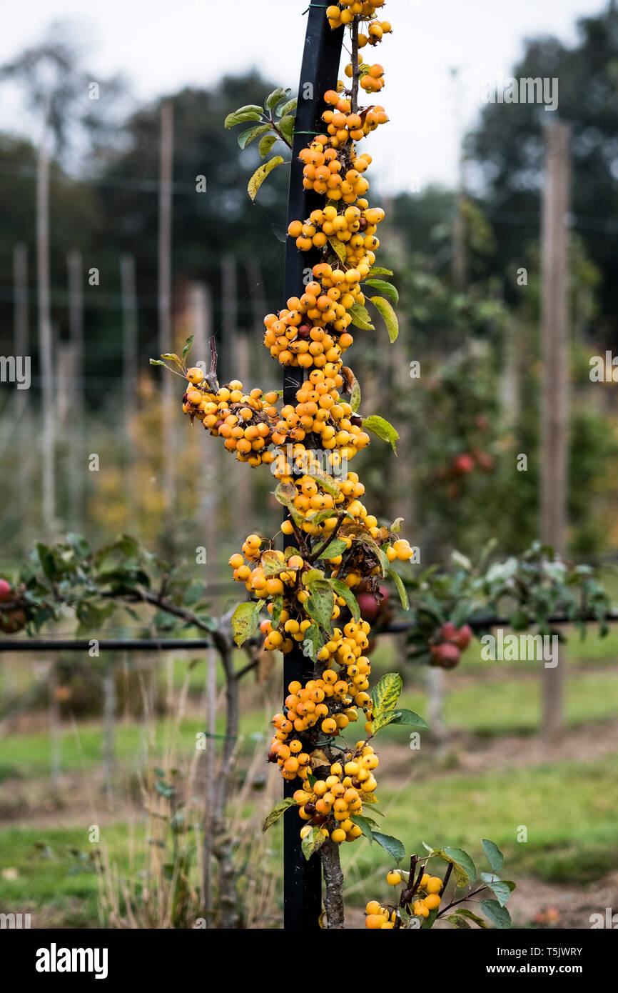 Une grappe de petites baies, malus jaune crabe des pommes sur un arbre dans un verger. Banque D'Images