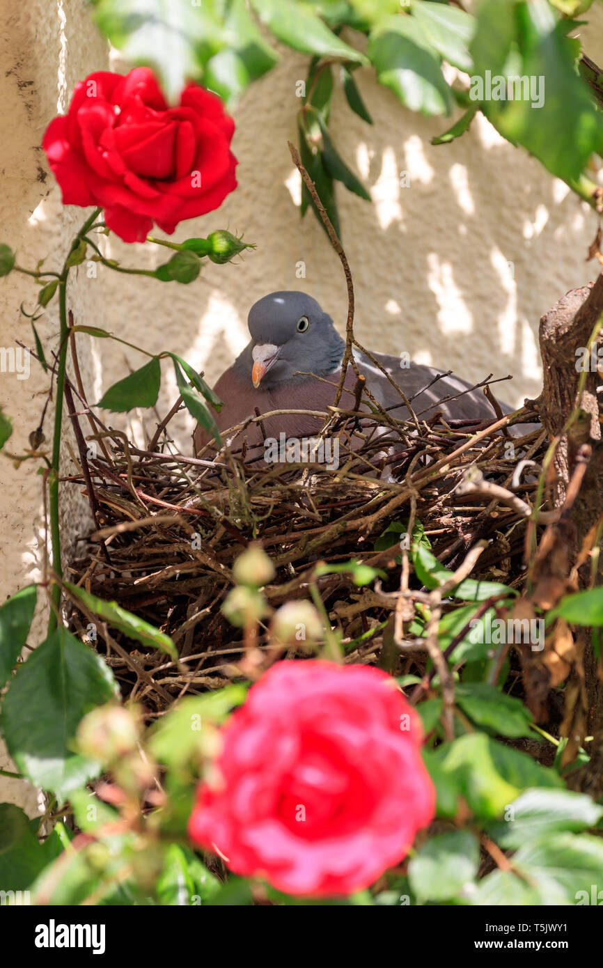Pigeon (Columba palumbus) sur un nid dans un buisson rose, assis couver les œufs Banque D'Images