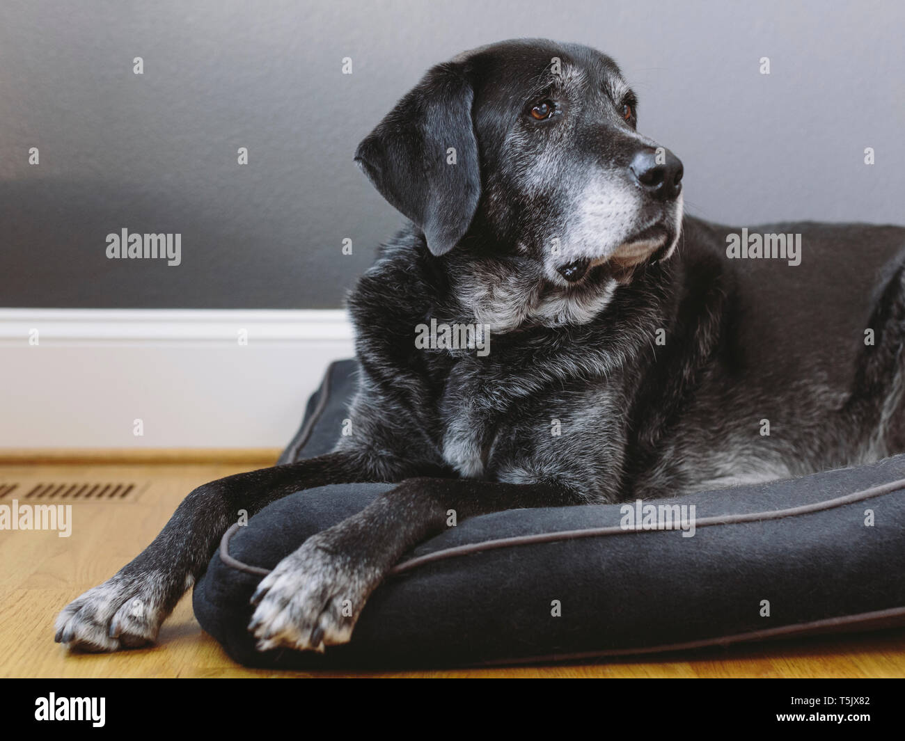 Un chien de race mélangée avec un manteau noir, un chien de thérapie, une race mélangée d'une grande montagne et Pyrennean chien berger d'Anatolie. Banque D'Images