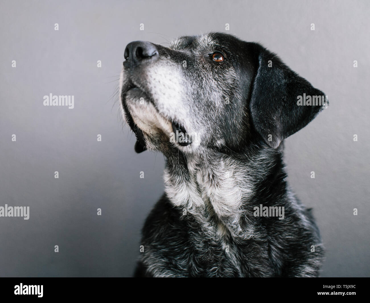 Un chien de race mélangée avec un manteau noir, un chien de thérapie, une race mélangée d'une grande montagne et Pyrennean chien berger d'Anatolie. Banque D'Images