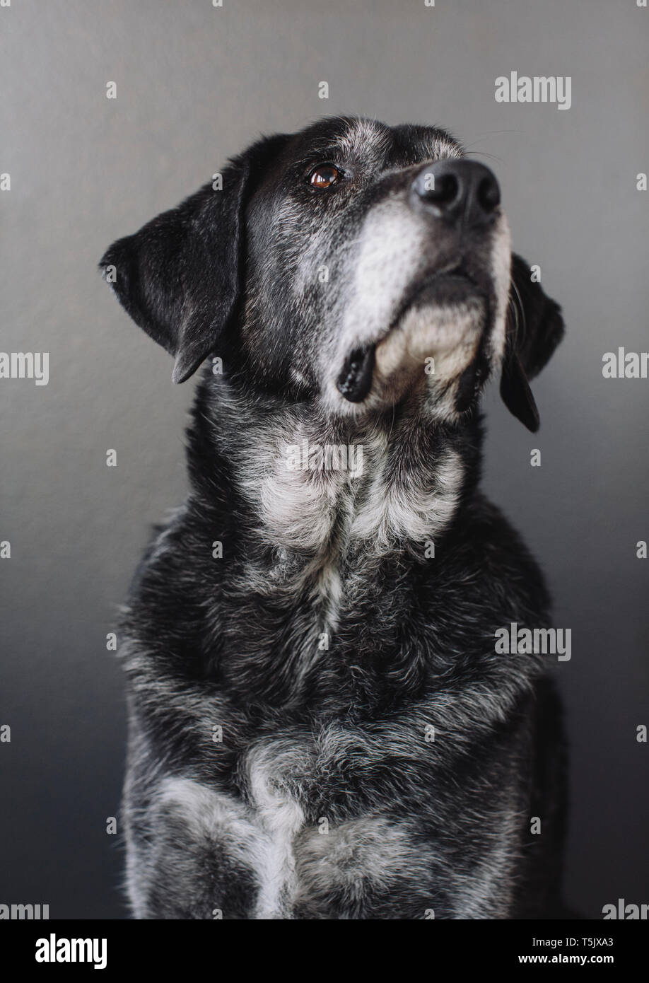 Un chien de race mélangée avec un manteau noir, un chien de thérapie, une race mélangée d'une grande montagne et Pyrennean chien berger d'Anatolie. Banque D'Images