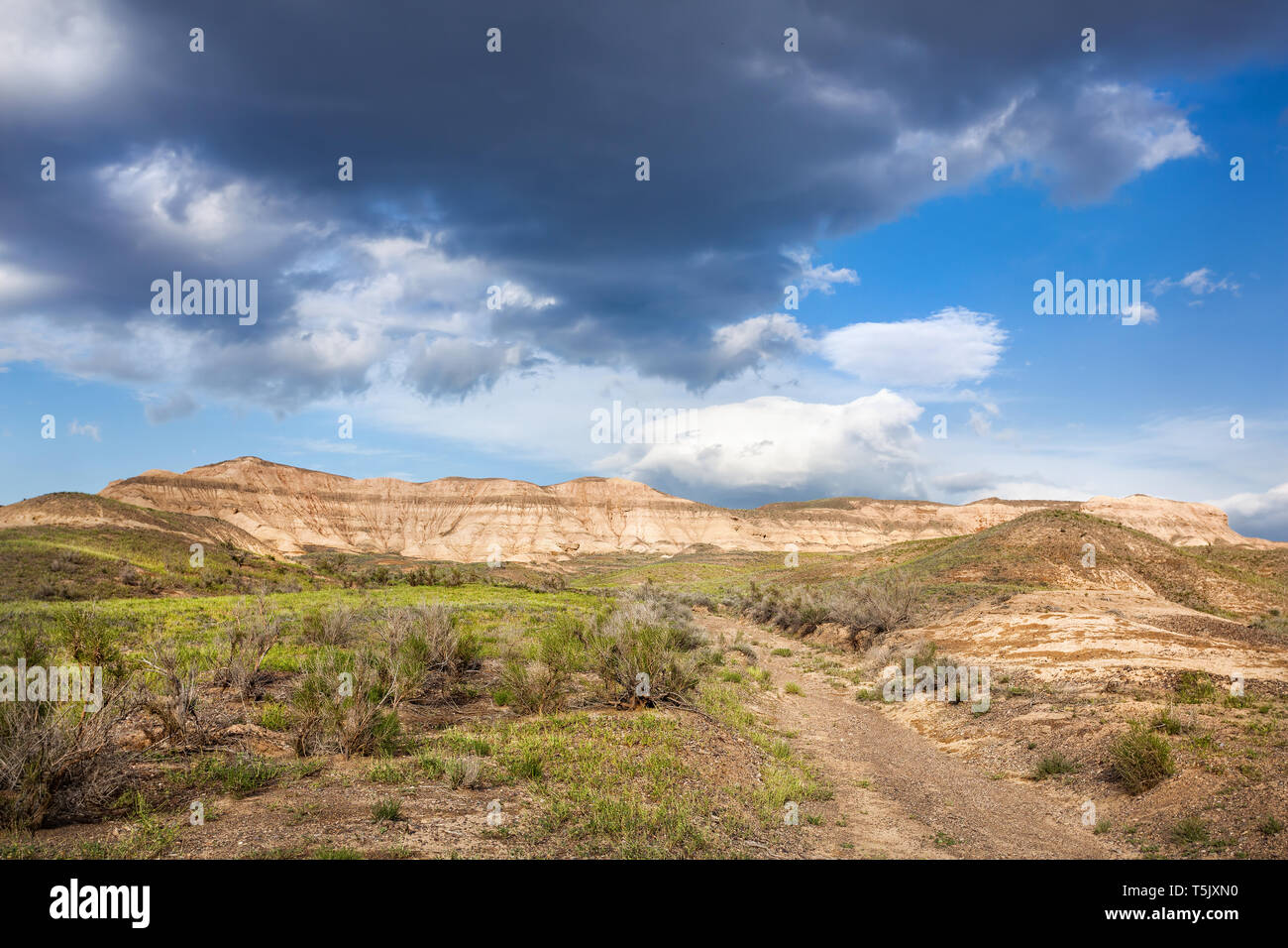 Printemps dans le désert du Kazakhstan Banque D'Images