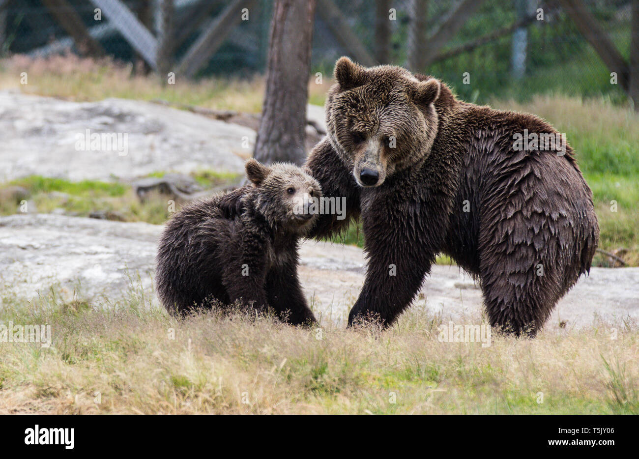 La famille ours brun mignon de maman ours et son bébé ourson jouant