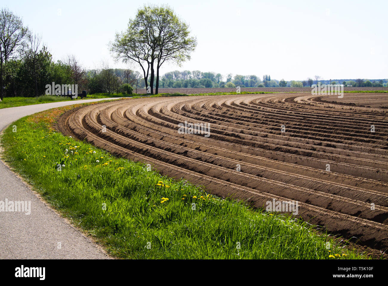 Vue sur les terres labourées travaillés avec des sillons courbes symétriques le long de piste cyclable en Pays-Bas près de Roermond Banque D'Images