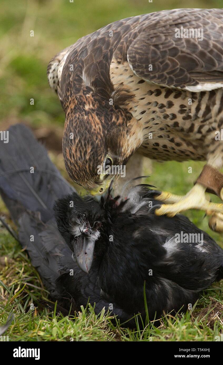 Une tour tuer falcon Banque D'Images