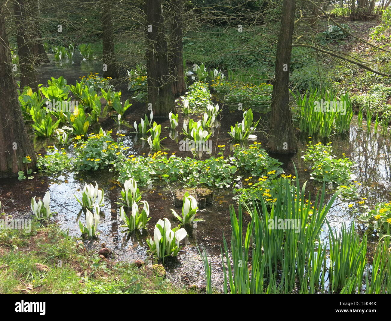 Masse de jaune et blanc lysichiton (lysichiton') croissant dans les marais à Taxodium Utrecht Botanic Garden, Spril 2019 Banque D'Images