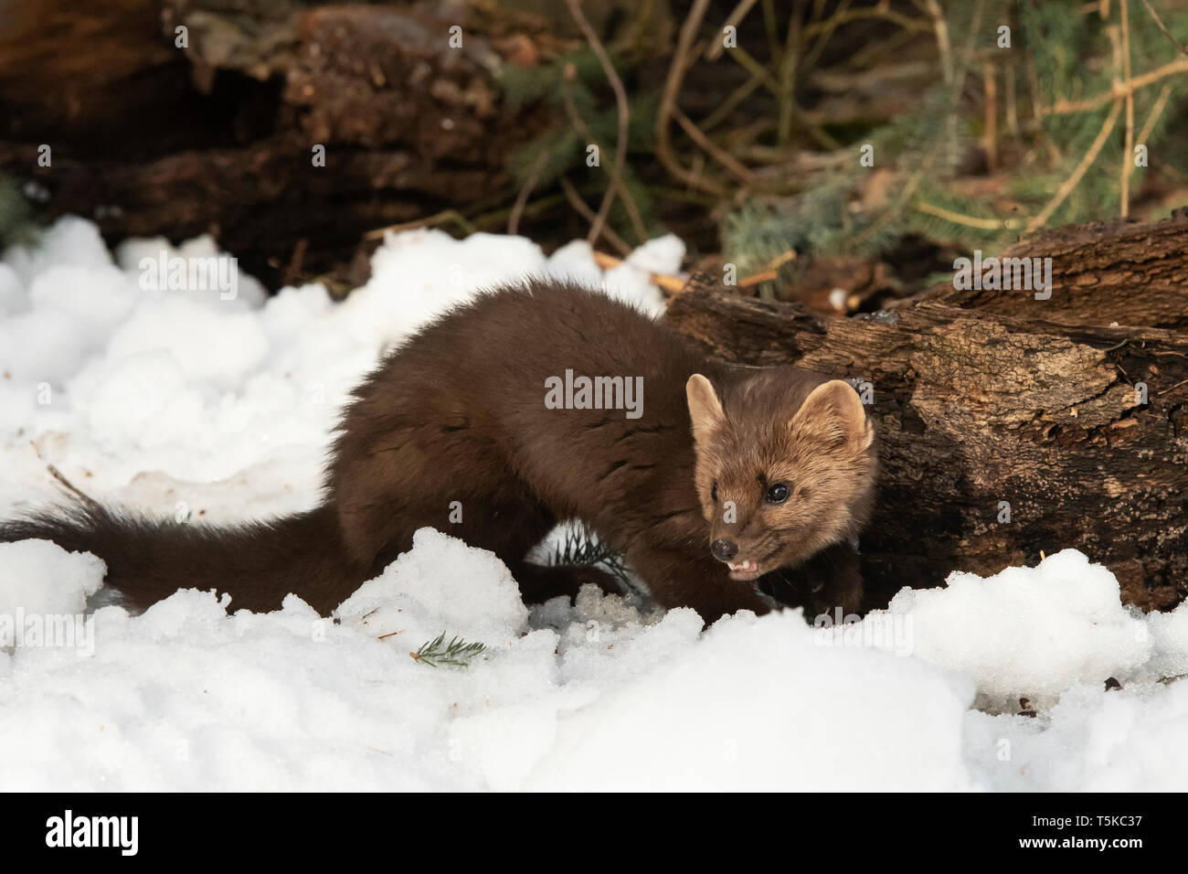 Amérique du Nord ; United States ; Alaska ; Vallée Tanana ; faune ; hiver ; la martre (Martes martes) Banque D'Images