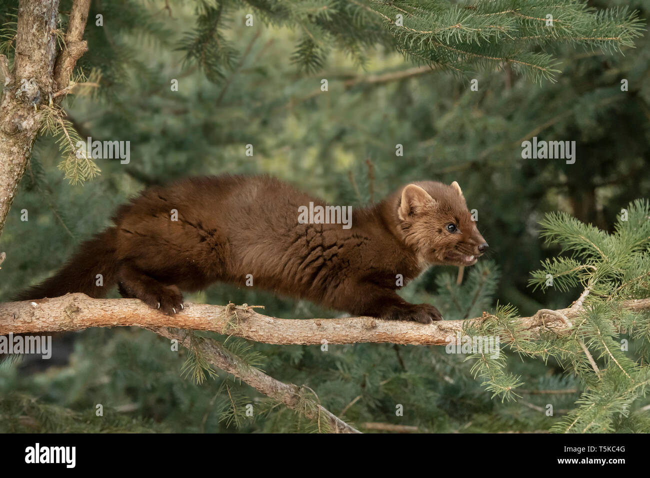 Amérique du Nord ; United States ; Alaska ; Vallée Tanana ; faune ; hiver ; la martre (Martes martes) Banque D'Images