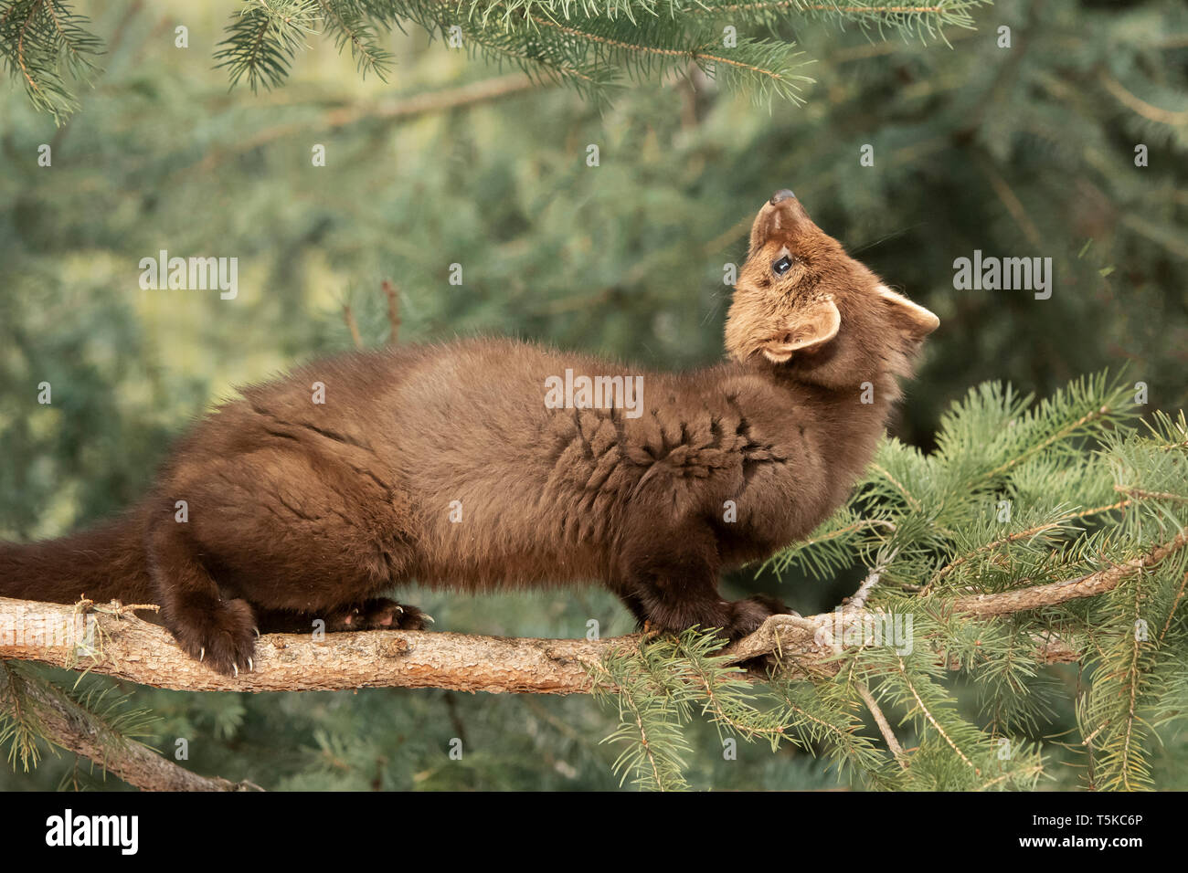 Amérique du Nord ; United States ; Alaska ; Vallée Tanana ; faune ; hiver ; la martre (Martes martes) Banque D'Images