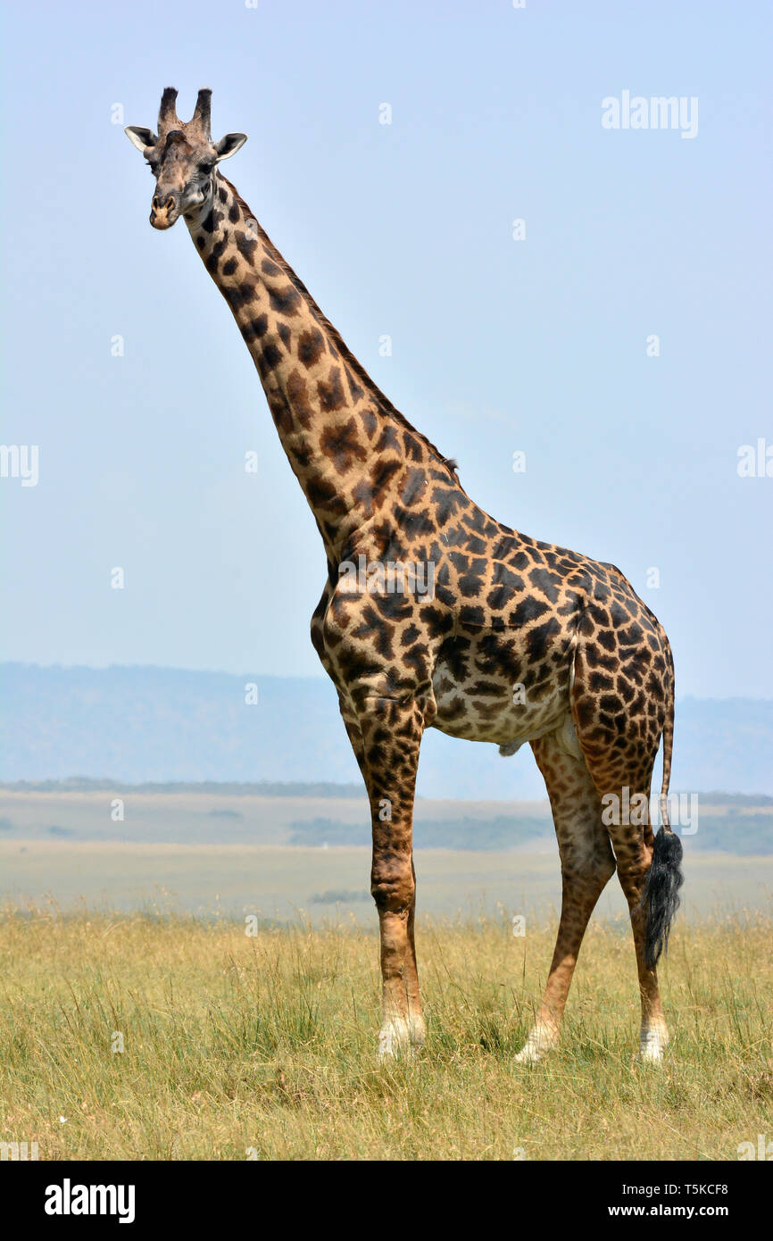 Le Masai giraffe. Girafe masaï, Massai-Giraffe, Giraffa camelopardalis tippelskirchi, maszáj zsiráf Banque D'Images